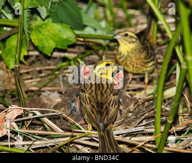 Yellowhammer at nest with chicks Stock Photo: 11774935 - Alamy