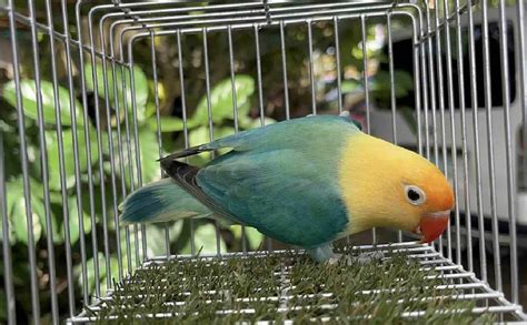 Daftar Harga Burung Lovebird Terbaru Beserta Jenisnya