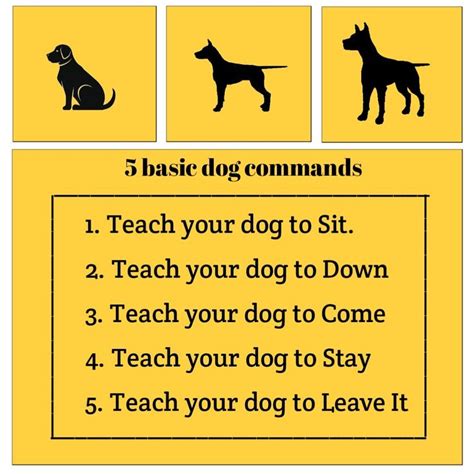 5 Basic Dog Commands To Teach Your Dog 🐾🐶 Dog Commands Dog Training