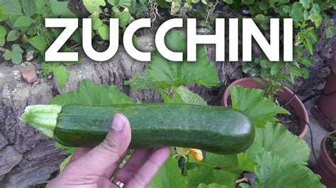 How To Harvest Zucchini YouTube