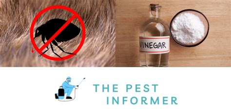 Does Vinegar Kill Fleas? - Deter Fleas With Vinegar Spray - (Pet Safe ...