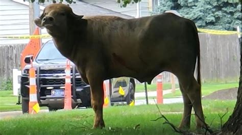 Escaped Water Buffalo On The Loose In Iowa