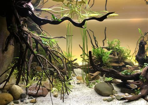 Aqua scape update - H nymphoides starts to grow | Scrolller