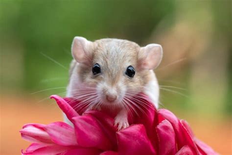 12 Adorable Small Mammals That Make the Best Pets - Rarest.org