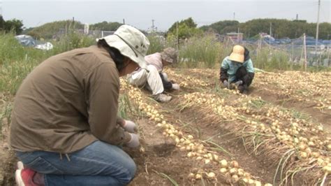 05ペコロスに挑戦する知多市の女性農業者｜愛知県｜にっぽん農紀行 ふるさとに生きる