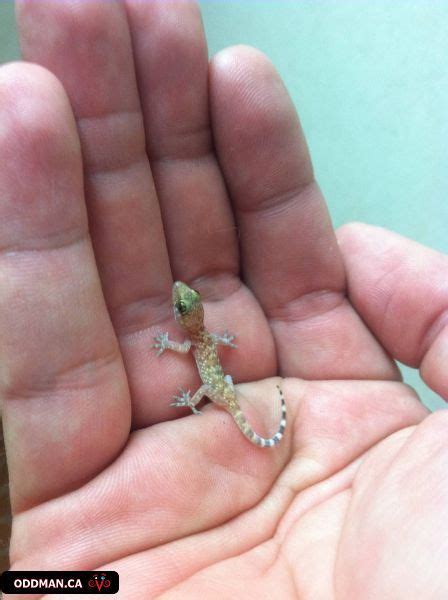 10 Baby Lizards Ideas Baby Animals Baby Lizards Cute Animals