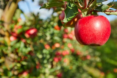 11 Best Apple Orchards In Ohio Seasonal Apple Picking Info