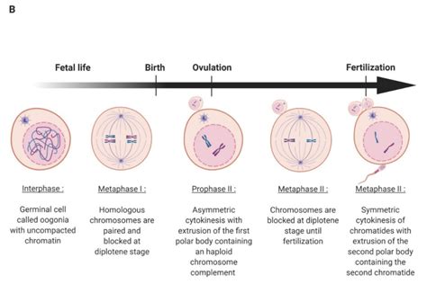 Adipokines Expression And Effects In Oocyte Maturation Fertilization