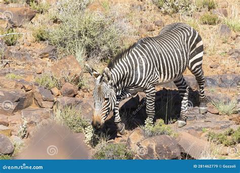 Endangered Mountain Zebra Equus Zebra Zebra Stock Image Image Of