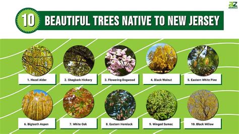 The Rich Diversity Of New Jersey S Forests Meet Native Tree Species