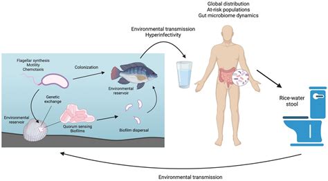 Frontiers Advances In Cholera Research From Molecular Biology To Public Health Initiatives