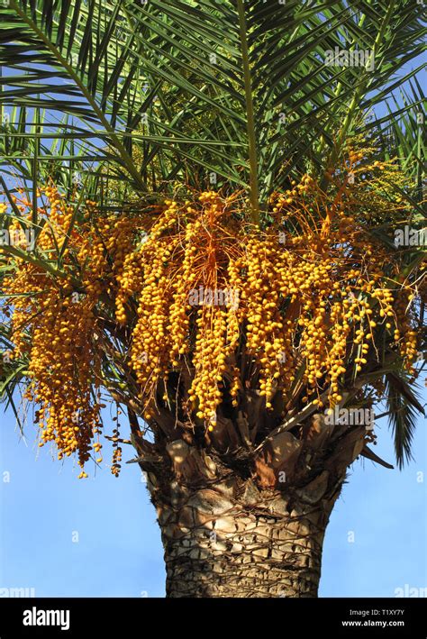 close up of palm tree with seeds Stock Photo - Alamy