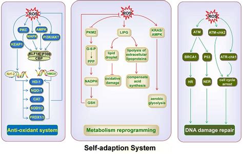 Dual Role Of Reactive Oxygen Species And Their Application In Cancer