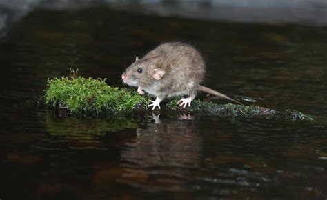 Scents That Rats Hate Most And Why They Work Pest Pointers