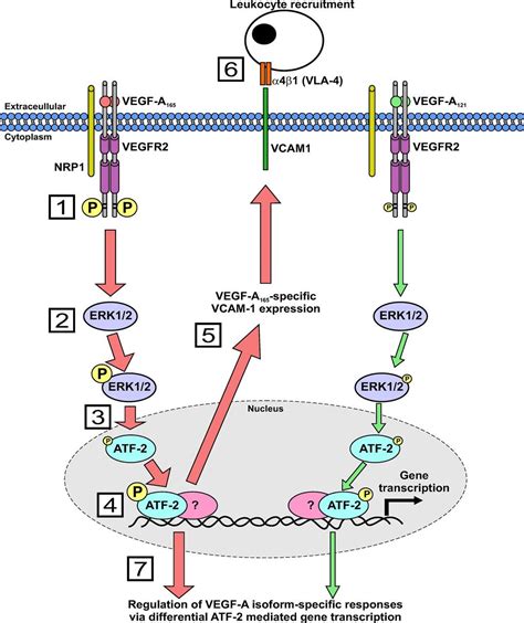 Vegf A Isoforms Differentially Regulate Atf 2 Dependent Vcam 1 Gene