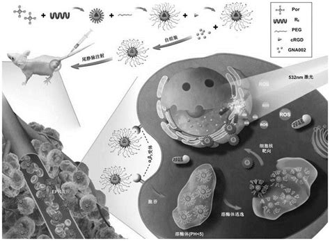 一种三级靶向的ph敏感型纳米载药胶束及其制备方法和用途与流程