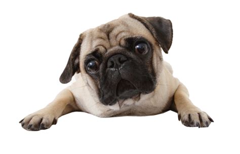 Pug Png Transparent Images Png All