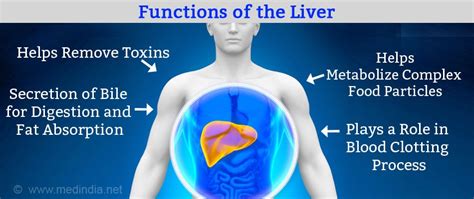 Liver Transplantation Facts Contraindications Procedure Follow Up Complications And Prognosis