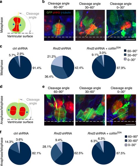 Rnd3 Is Required For Vertical Divisions Of Cortical Progenitors A D