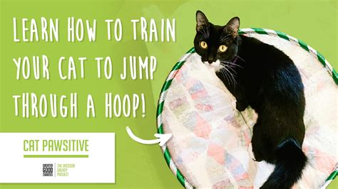 Cat Pawsitive How To Train Your Cat To Jump Through A Hoop Feline