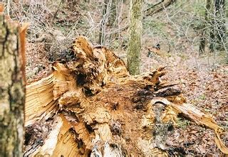 Downed Tree A Fallen Tree Along The Pine Box Trail In Ryer Flickr