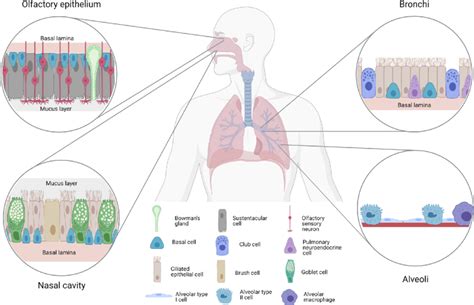 Histological Representation Of The Respiratory Epithelium The Nasal