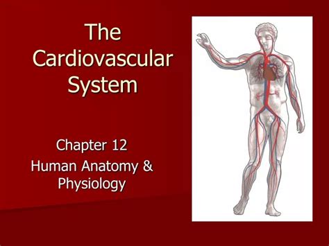 Ppt The Cardiovascular System Powerpoint Presentation Free Download