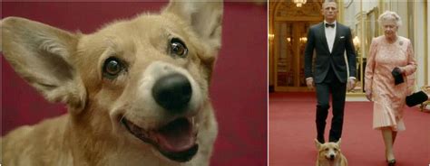 Queen Elizabeth and her long story with corgis