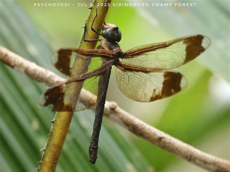 Giant Hawker From Sirindhorn Peat Swamp Forest Nature Research And