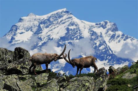 Gran Paradiso Il Parco Compie Cento Anni Corriere It