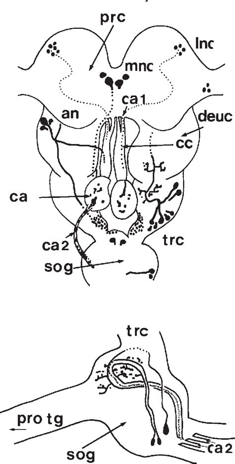 Figure From Localization Of Allatostatin Immunoreactive Material In