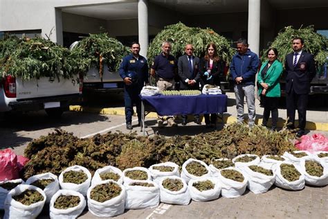 Pdi Incauta Granadas De Guerra Mil Plantas Y Kilos De Cannabis