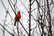 Male Cardinal Singing In Tree Free Stock Photo - Public Domain Pictures