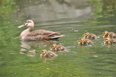 目白庭園にカルガモのヒナ11羽が誕生 ～愛くるしい姿を見に来ませんか～ ココシル池袋