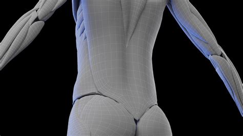 3d Model Human Female Muscular System Turbosquid 2010152