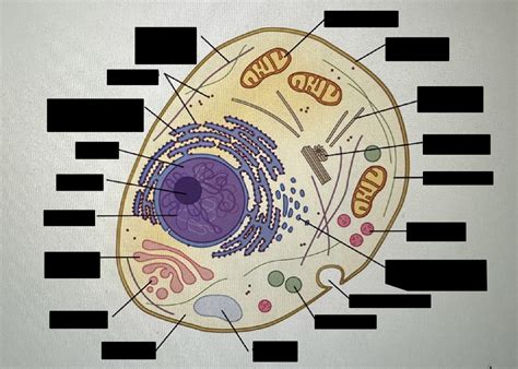 Organelles Diagram Diagram | Quizlet