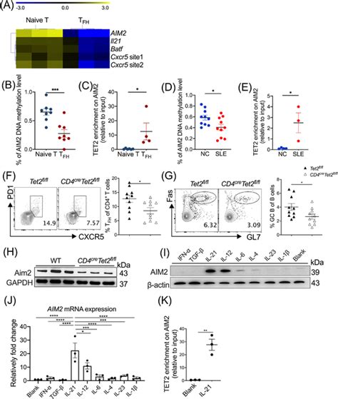 Il Positively Regulates Absent In Melanoma Aim Expression By