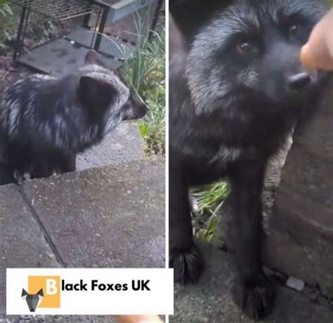 Rare domesticated silver fox captured by experts in Welsh town - Wales ...