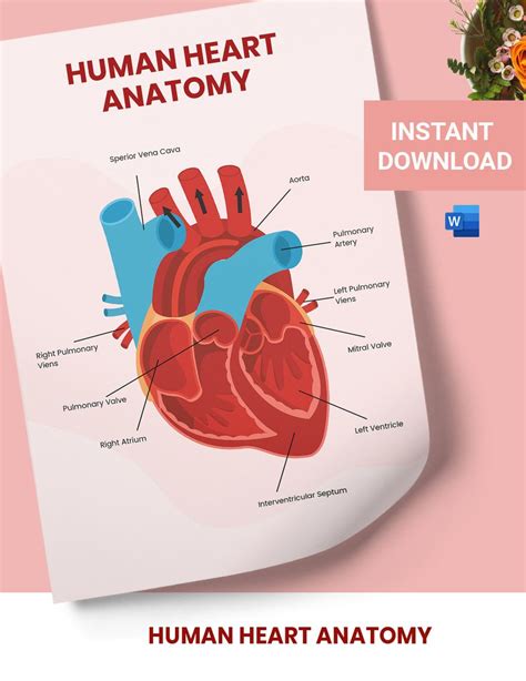 Heart Valves Unlabeled At Fernanda Bartling Blog