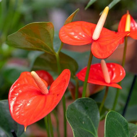 National Plant Network 6 in. Anthurium Laceleaf 'Aren't You Orange ... 