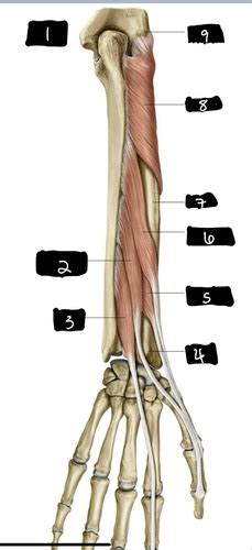 Deep Extensor Muscles Of Forearm Flashcards Quizlet