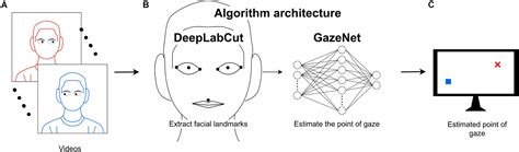 Frontiers A Deep Learning Based Approach To Video Based Eye Tracking