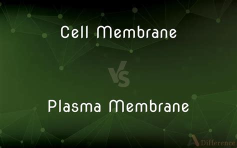 Cell Membrane Vs Plasma Membrane Whats The Difference