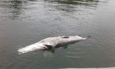 Preocupa Mortalidad De Peces En Ayolas Nacionales Abc Color