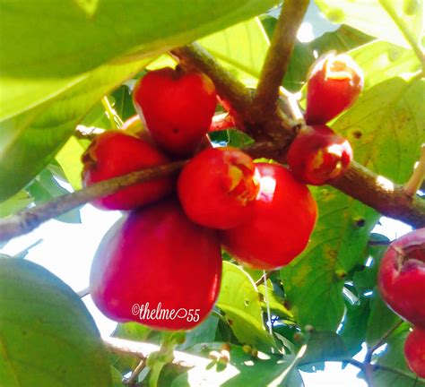 Makopa/Macopa and Papaya Fruits / myLot