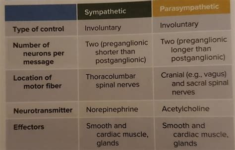 Anatomy Ch8 Nervous System PNS ANS Flashcards Quizlet