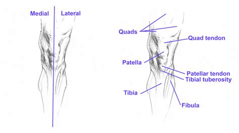 How To Draw The Knee Bent And Straight Step By Step Gvaats