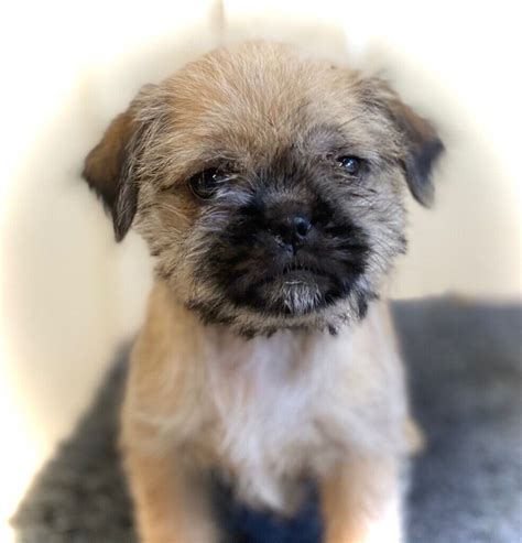 Shih tzu x Pug Puppies | in Southampton, Hampshire | Gumtree