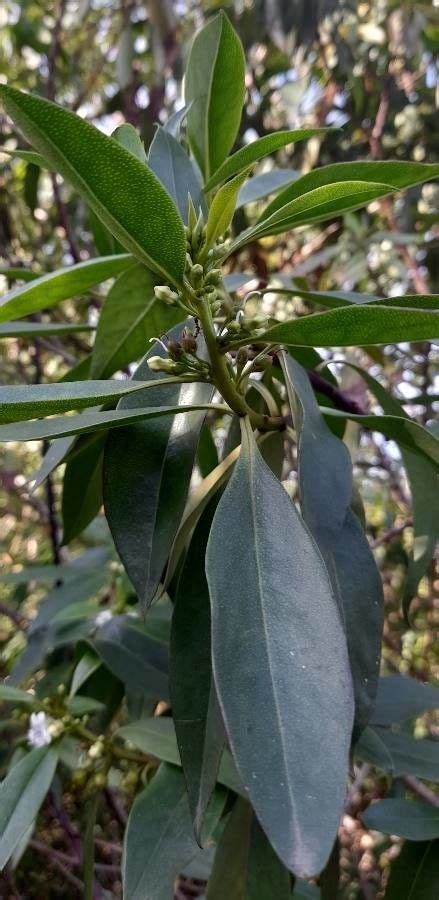 Myoporum Laetum G Forst New Zealand Manatoka World Flora Pl