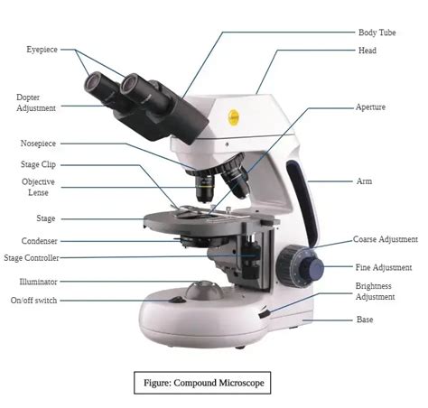 Types Of Microscopes With Definitions Principle Uses Labeled